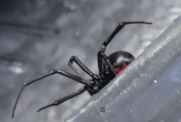 Bug Zapper Pest Control - 24.01.17
