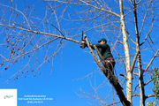 Tree Service in Burbank - burbanktree.services - 06.03.22
