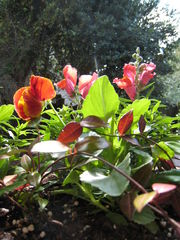 Osborne's Plants in Pots - 28.01.20