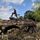 Langford Tree Service LLC Photo
