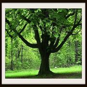Tree Service Indianapolis - 14.04.16