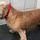 Hjallese hundesalon - 18-Aug-2022