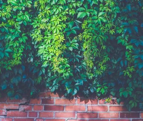Clipper Tree Service of Orland Park - 20.07.20