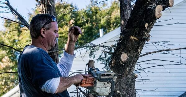 Clipper Tree Service of Orland Park - 20.07.20