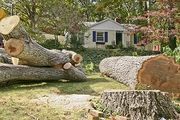 Pflugerville Tree Service and Removal - 19.08.16