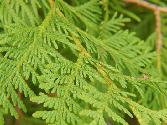 Best Cedar Products - 18.02.20