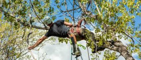 Shreveport Tree Service Pros - 03.04.19