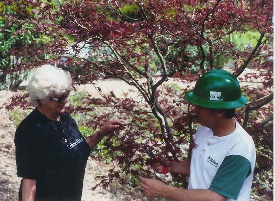 Tree Service Stamford - 22.05.20