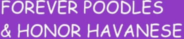 Forever Poodle and Forever Havanese - 06.10.20