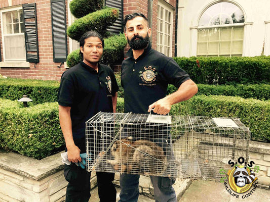 SOS Wildlife Control - 16.11.18