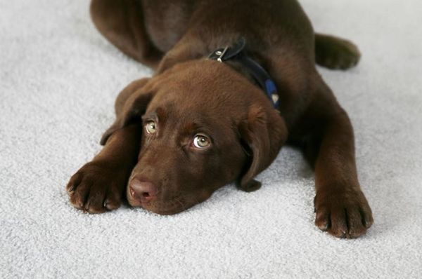 Toronto Carpet Cleaning Team - 24.02.19