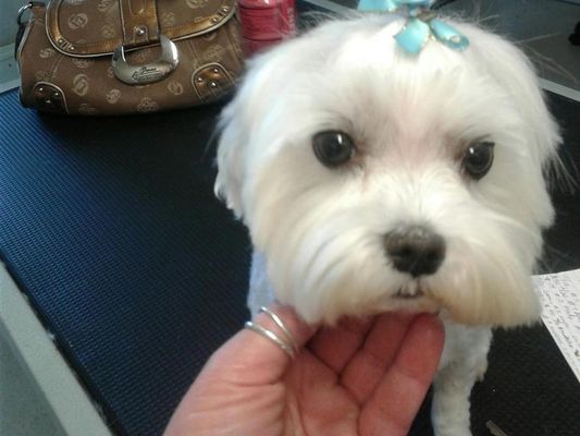 Love & Care Pet Salon - 10.02.20