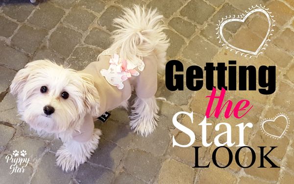 PuppyStar Boutique & Spa - 22.11.15