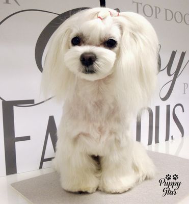 PuppyStar Boutique & Spa - 22.11.15