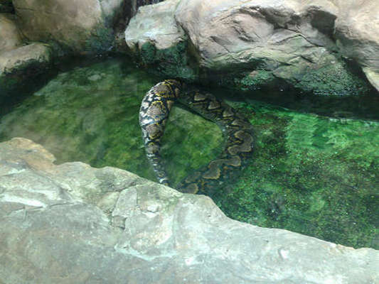 Haus des Meeres - 40 Haus des Meeres Aqua Terra Zoo Wien - 12.08.10