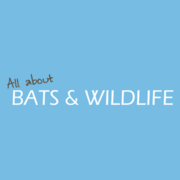 All About Bats and Wildlife - 15.08.18