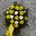 Blumen Andre Stadler - 10.10.17